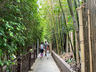 Three people seen from behind walking down a secluded, greenery lined pathway