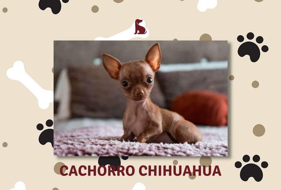 Cães para apartamento: Chihuahua