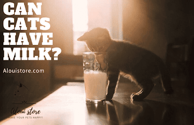 Can cats have milk?