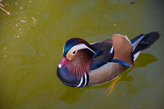 Among the most beautiful birds in the world is Mandarin duck.