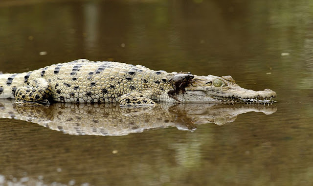 Лягушка верхом на крокодиле