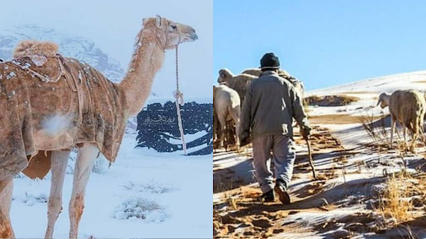 La nieve cubre a los camellos, insólita caída de nieve cubre el desierto ¿Se cumple la decima profecía?