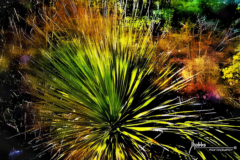 Yucca Fireworks - Guadalupe Mountains National Park - Texas