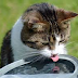 How To Spot A Dehydrated Cat & Potential Causes