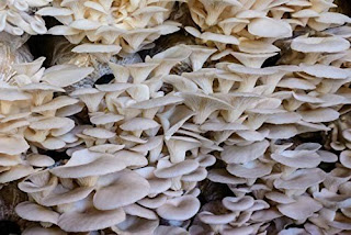 Mushroom spawn supplier in Nagpur