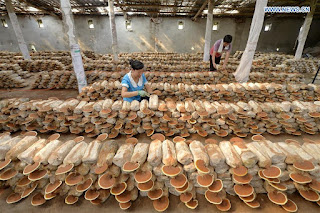 Mushroom Cultivation in Kannada.