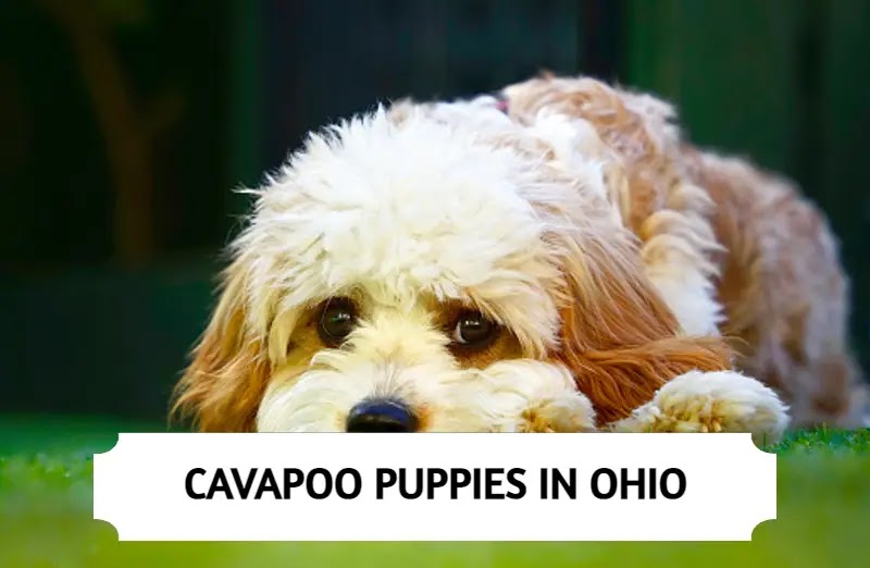 Cavapoo Puppies in Ohio