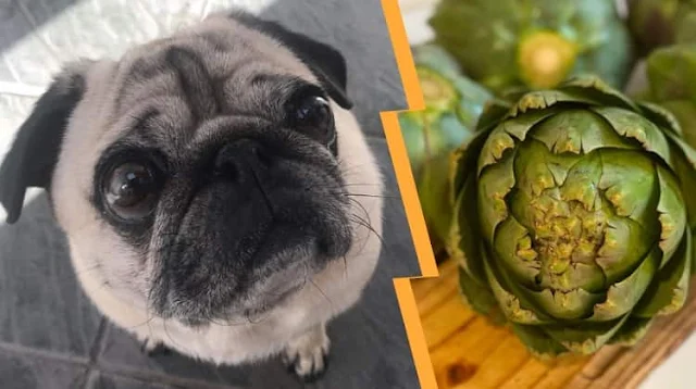 Can Dogs Eat Artichoke Hearts