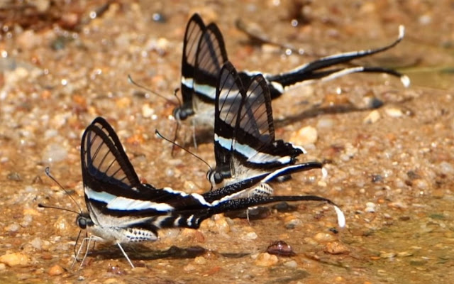 Бабочка Зеленый хвост Дракона (Lamproptera meges)