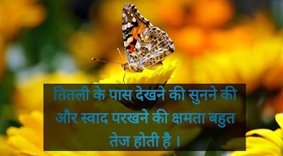 Butterfly facts in Hindi