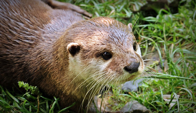 Otter