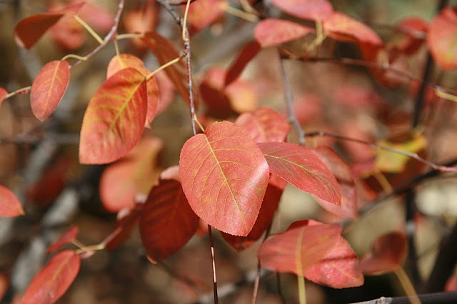 Ирга канадская (Amelanchier canadensis)