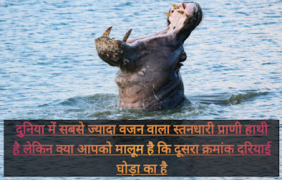 Hippopotamus Information In Hindi