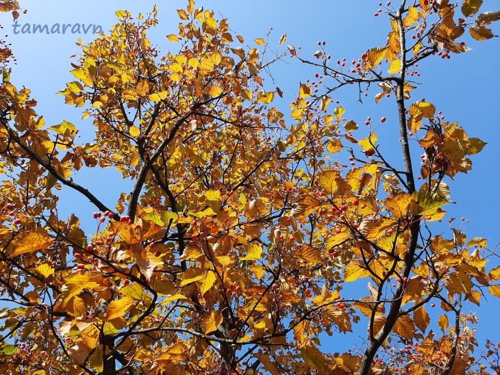 Мелкоплодник ольхолистный / Рябина ольхолистная (Micromeles alnifolia, =Sorbus alnifolia)