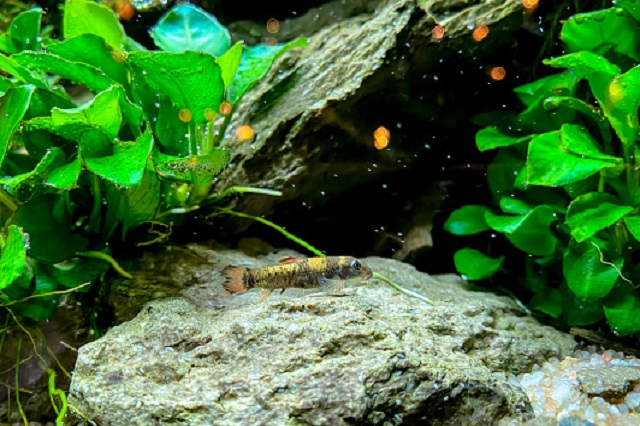 gambar tanaman hias aquascape anubias