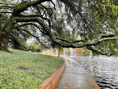 Trees by reflection pond on Clemson campus