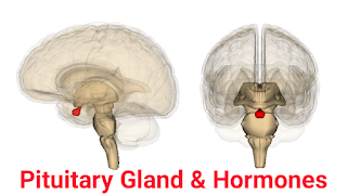 pituitary-gland
