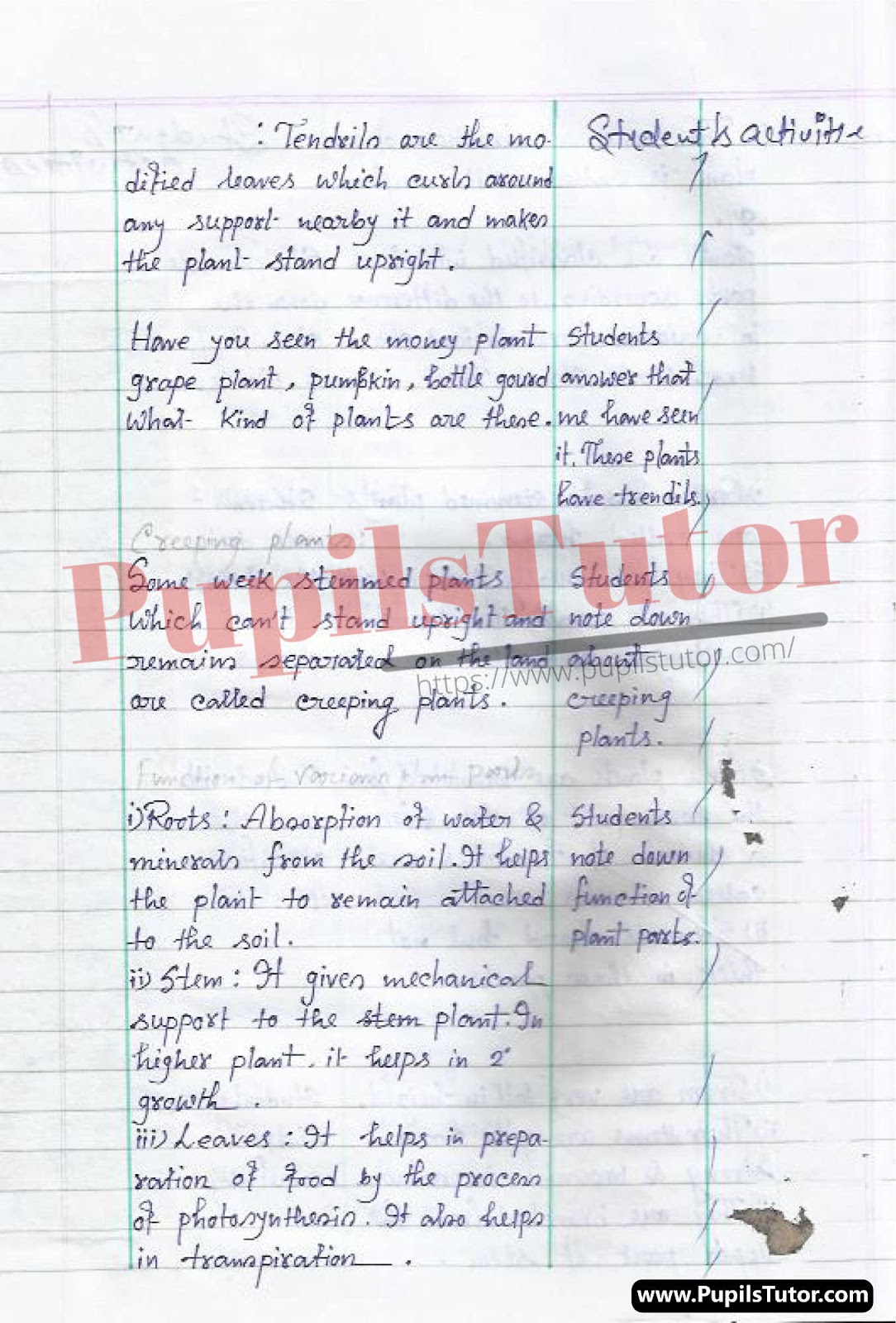 BED, DELED, BTC, BSTC, M.ED, DED And NIOS Teaching Of Biological Science  Innovative Digital Lesson Plan Format On Plants And Their Classification Topic For Class 4th 5th 6th 7th 8th 9th, 10th, 11th, 12th  – [Page And Photo 4] – pupilstutor.com
