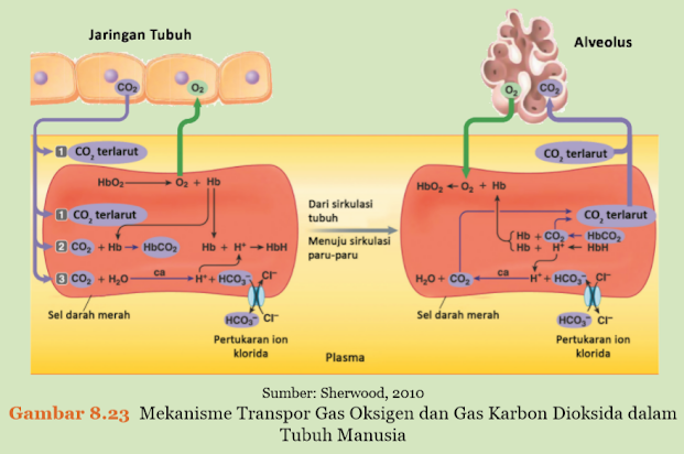 Gambar Mekanisme Transpor Gas Oksigen dan Gas Karbon Dioksida dalam Tubuh Manusia