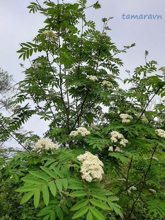 Рябина амурская / Рябина похуашаньская (Sorbus amurensis, =Sorbus pohuashanensis)