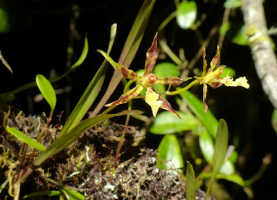 Oncidium aspidorhinum - Shield-Leather Oncidium care