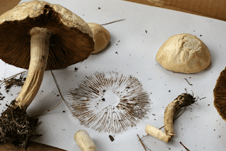 What is mushroom spore?