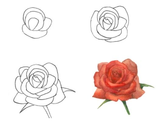 Aprende Como Dibujar una Rosa Paso a Paso [ Guia ]