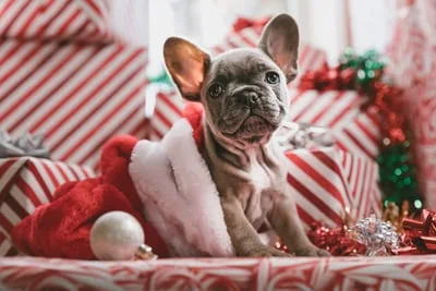 best-christmas-gifts-for-your-dog