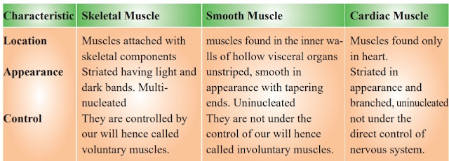 Class 11 Biology Ch 20 Locomotion and Movement important points to remember