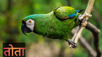 Parrot Bird in hindi