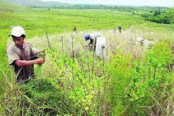 Khasiat Minyak Kayu Putih dari Pulau Buru yang Terkenal Kualitasnya