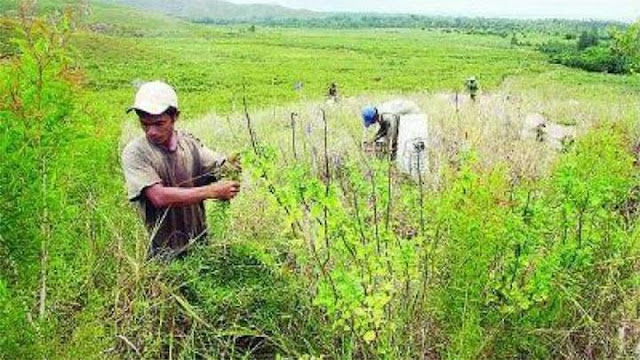 Khasiat Minyak Kayu Putih dari Pulau Buru yang Terkenal Kualitasnya.lelemuku.com.jpg