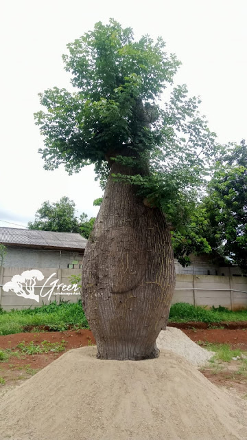 Jual Bottle Tree/Pohon Botol (Chorisia Speciosa) di Lumajang