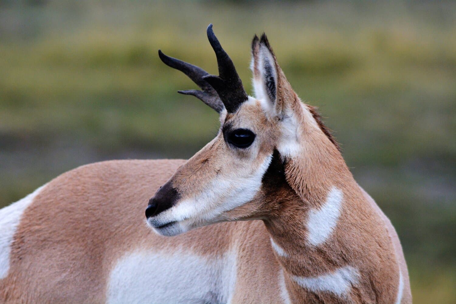 Pronghorn: North American Buck Creature With A Stocky Figure