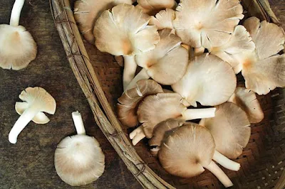 Where can I get mushroom spawn (white button and oyster both) in Pune, India?