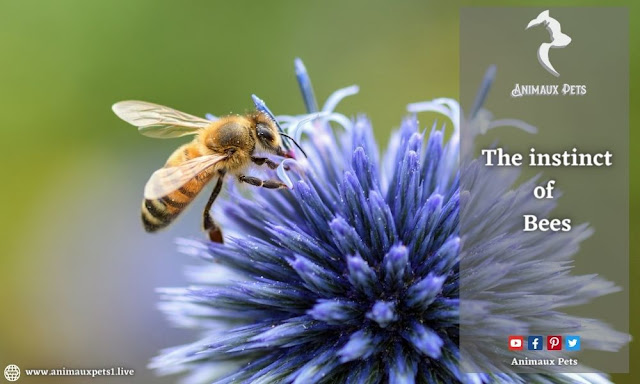 The instinct of bees - Animals instincts