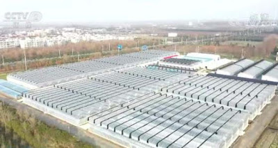 Watermelon Growing Greenhouse