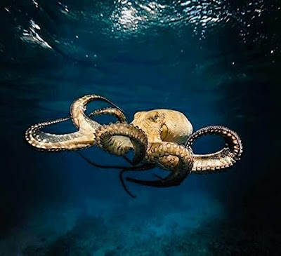 Large yellow octopus swimming in the ocean