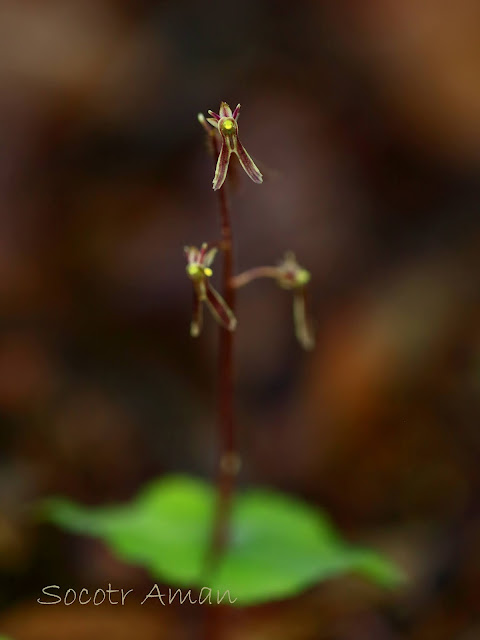 Neottia japonica