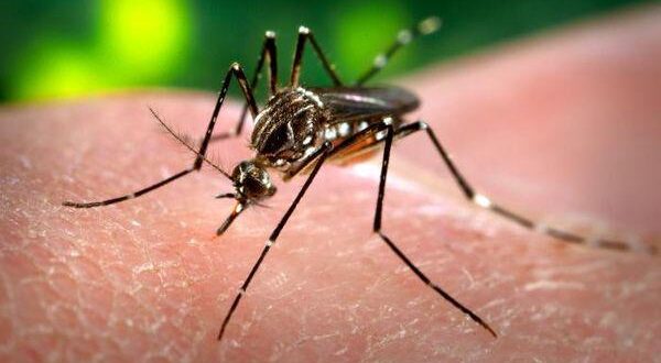 26 de agosto: el día internacional de lucha contra el dengue
