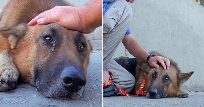Heartbreaking moment: Abandoned old dog burst into tears as rescuers approached to comfort him in the deep river.