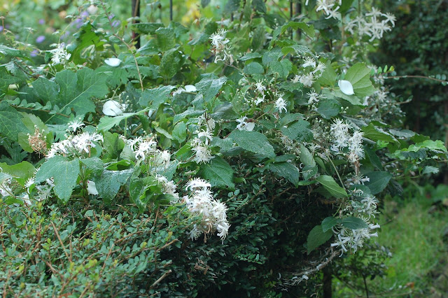 clematis jouiniana praecox