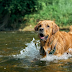 Dog Exercise Tips: Keeping Your Pooch Happy and Engaged