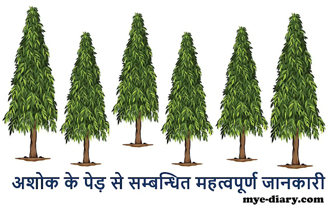 अशोक के पेड़ से सम्बन्धित महत्वपूर्ण जानकारी | information related to Ashoka tree