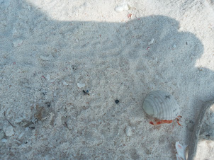 A hermit crab on the beautiful sparkling white " North End Tip Beach " of Kalpeni.