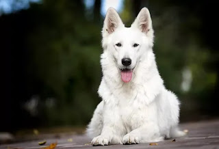 History of the white German shepherd