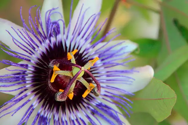 The passionflower is native to the Americas and has historically been used as a sedative by multiple indigenous cultures.