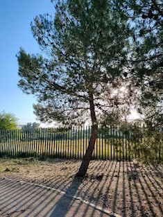 LAS PLANTAS DE CANTARRANAS DE LINARES