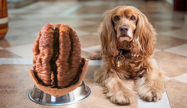 Can Dogs Eat Pecans 2