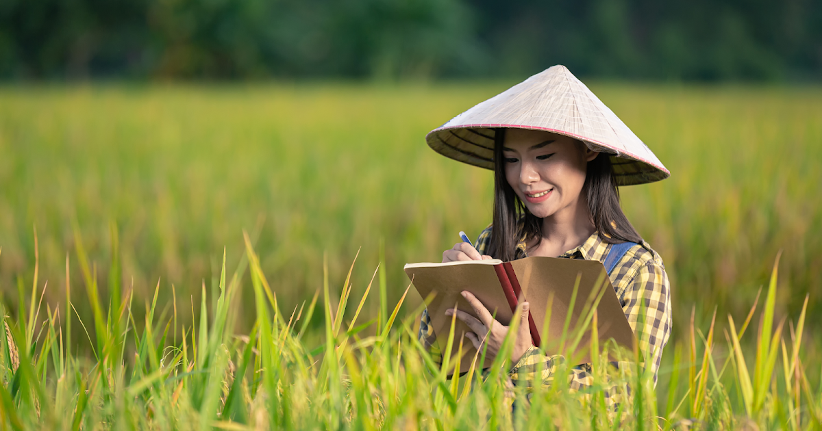 Азиатская шляпа на рисовых полях. Write field